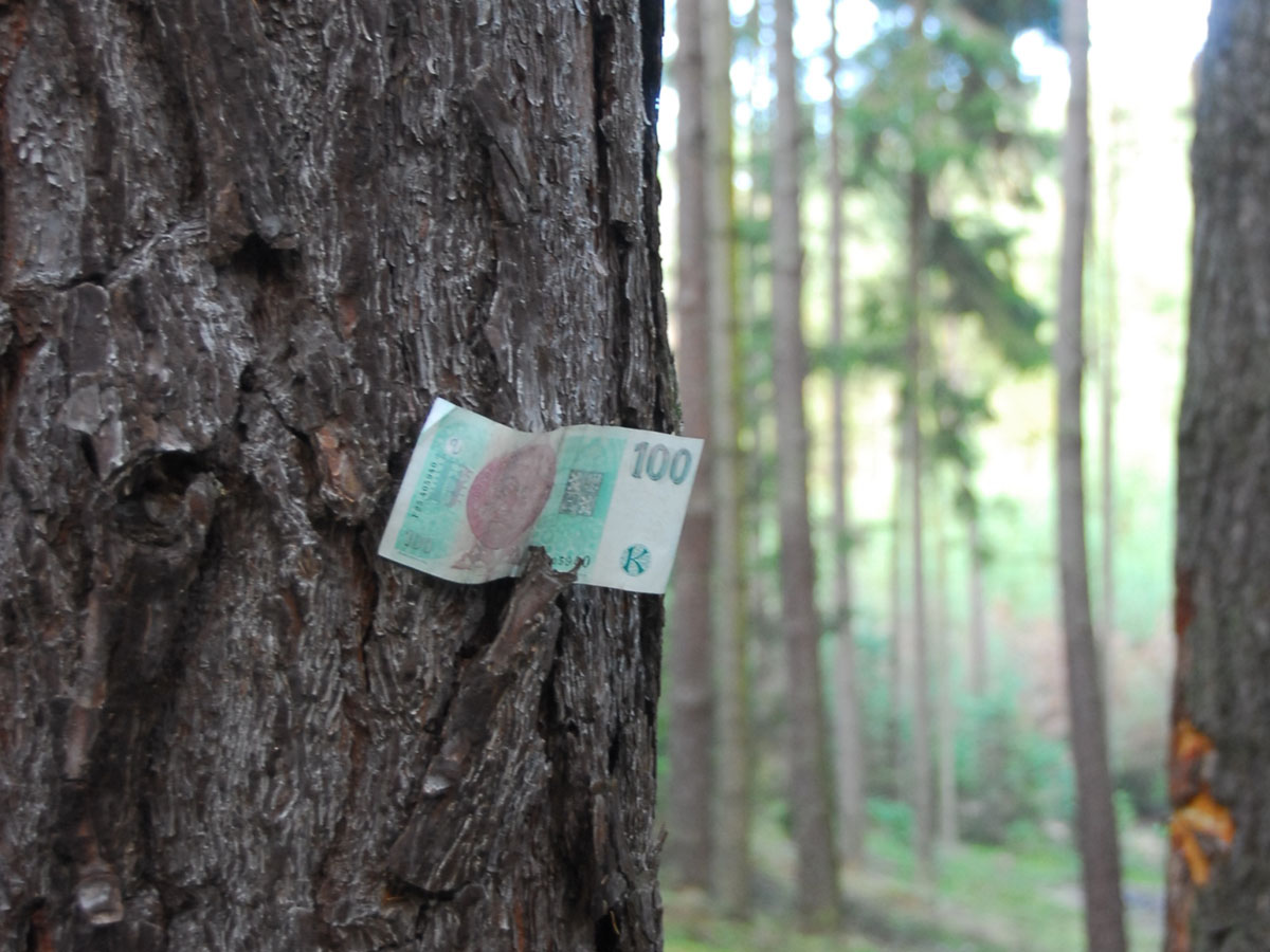 LDK ČR: Pokud chceme pestřejší a odolnější lesy, potřebujeme výraznější podporu